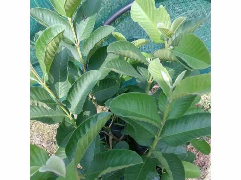 番石榴苗30~50cm
