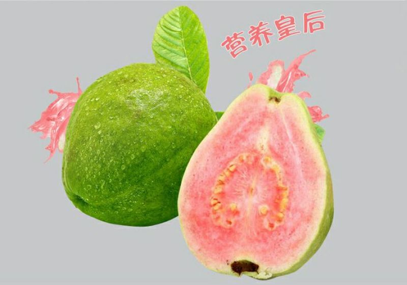 西瓜番石榴苗30~50cm