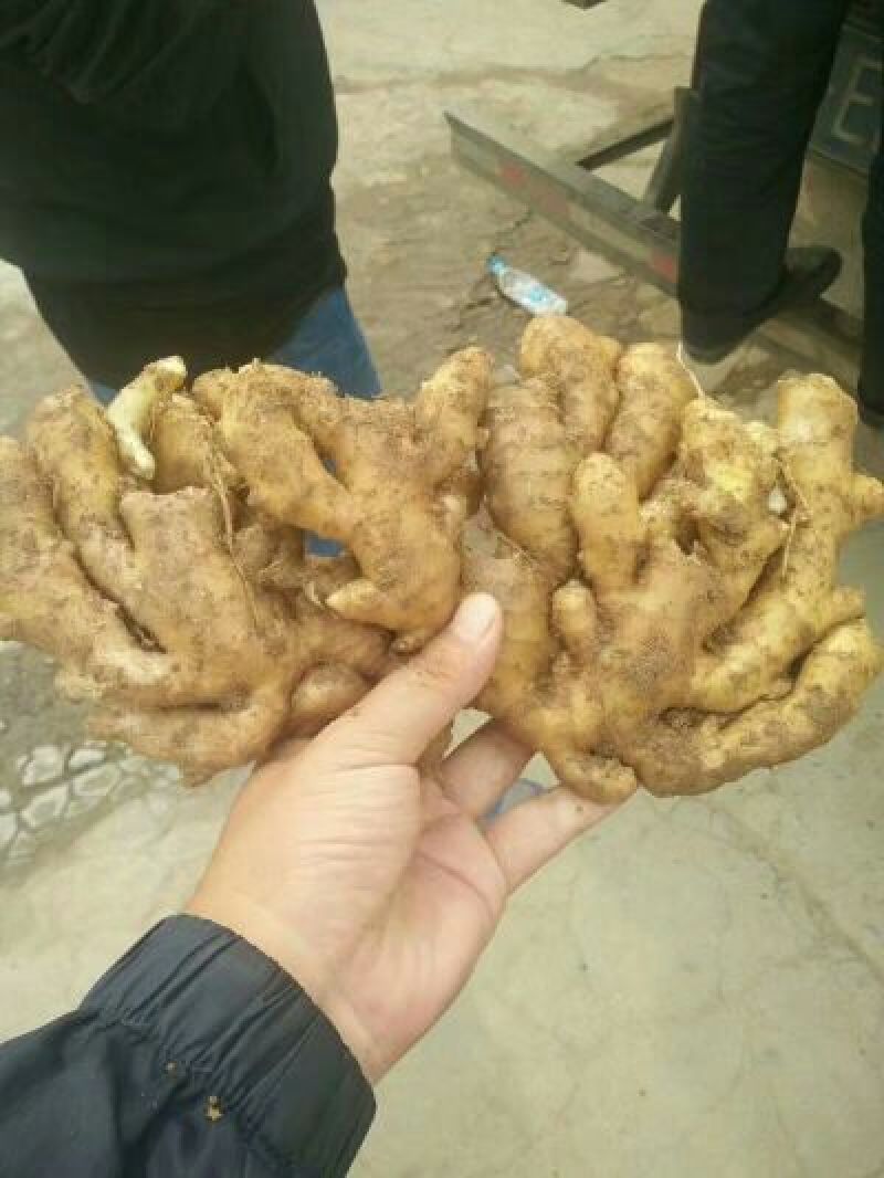 小黄姜4两以上带土