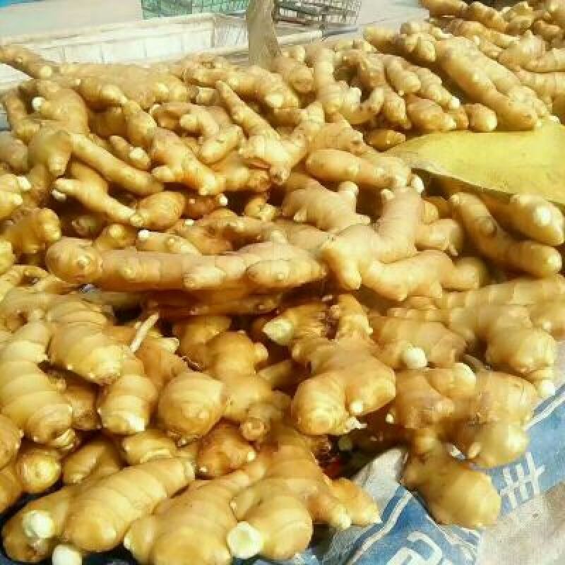 小黄姜4两以上带土