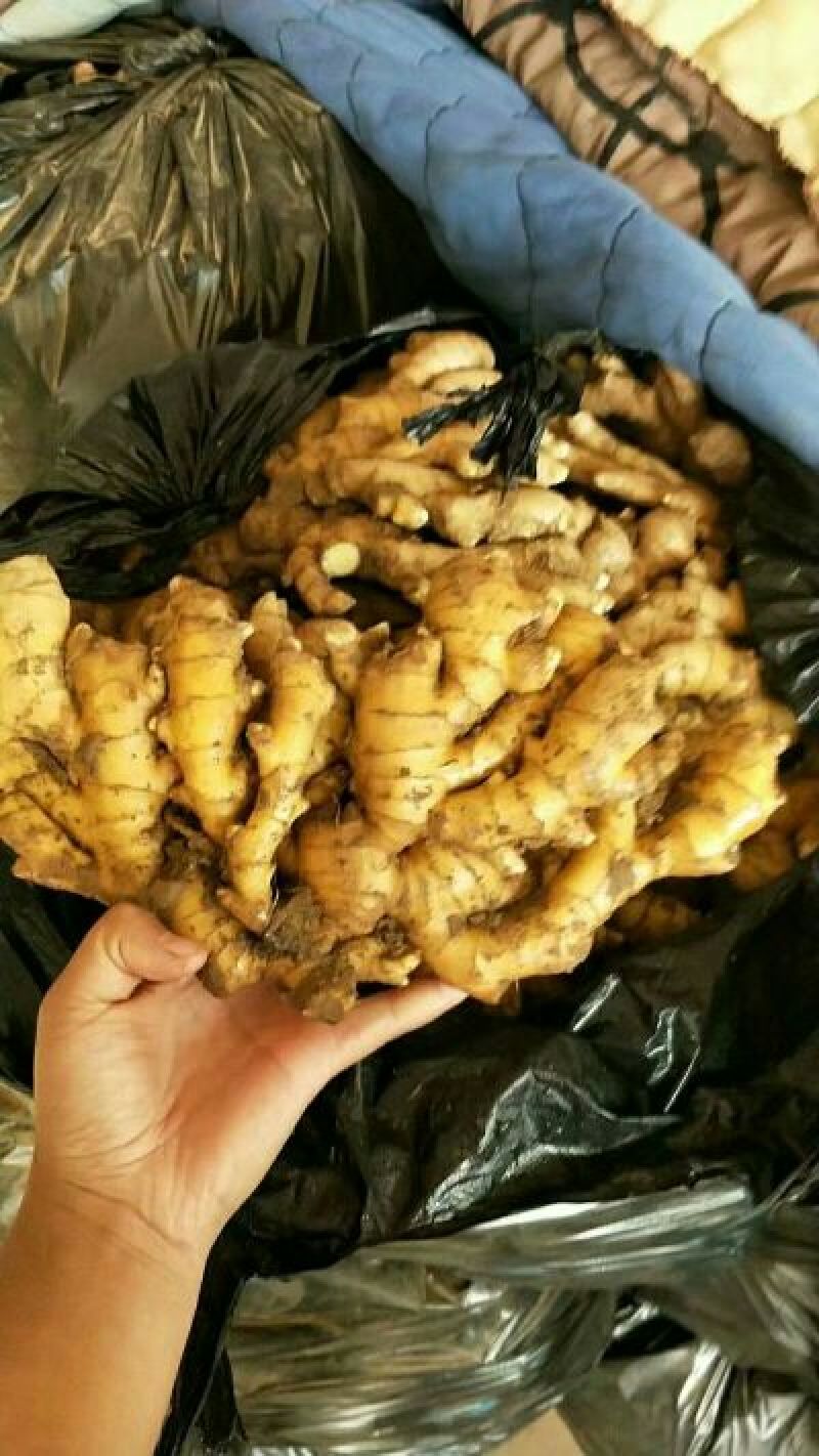 小黄姜4两以上带土