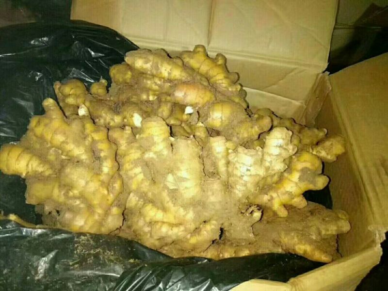 小黄姜4两以上带土