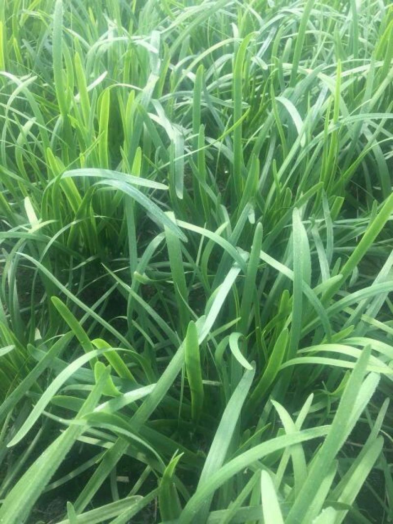 大棚韭菜上市。。。。。。。。。。。。。。。。。。。。。