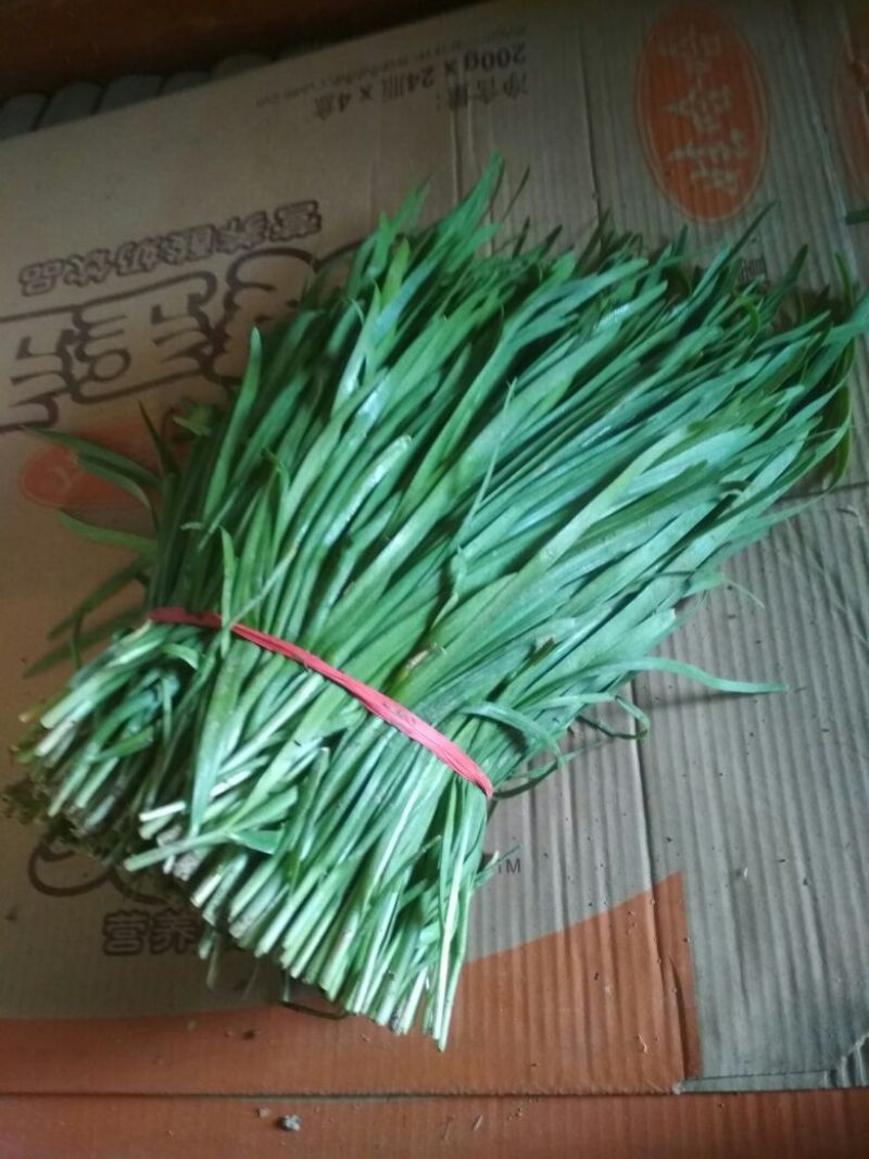 大棚韭菜上市。。。。。。。。。。。。。。。。。。。。。