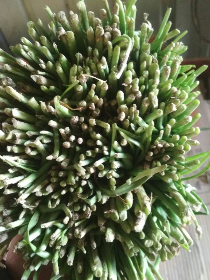 大棚韭菜上市。。。。。。。。。。。。。。。。。。。。。