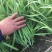 大棚韭菜上市。。。。。。。。。。。。。。。。。。。。。