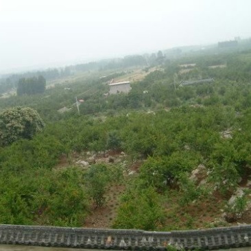 石榴树10~12cm4cm以下2.5~3米