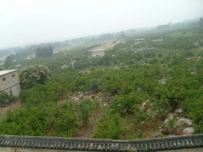 石榴树10~12cm4cm以下2.5~3米