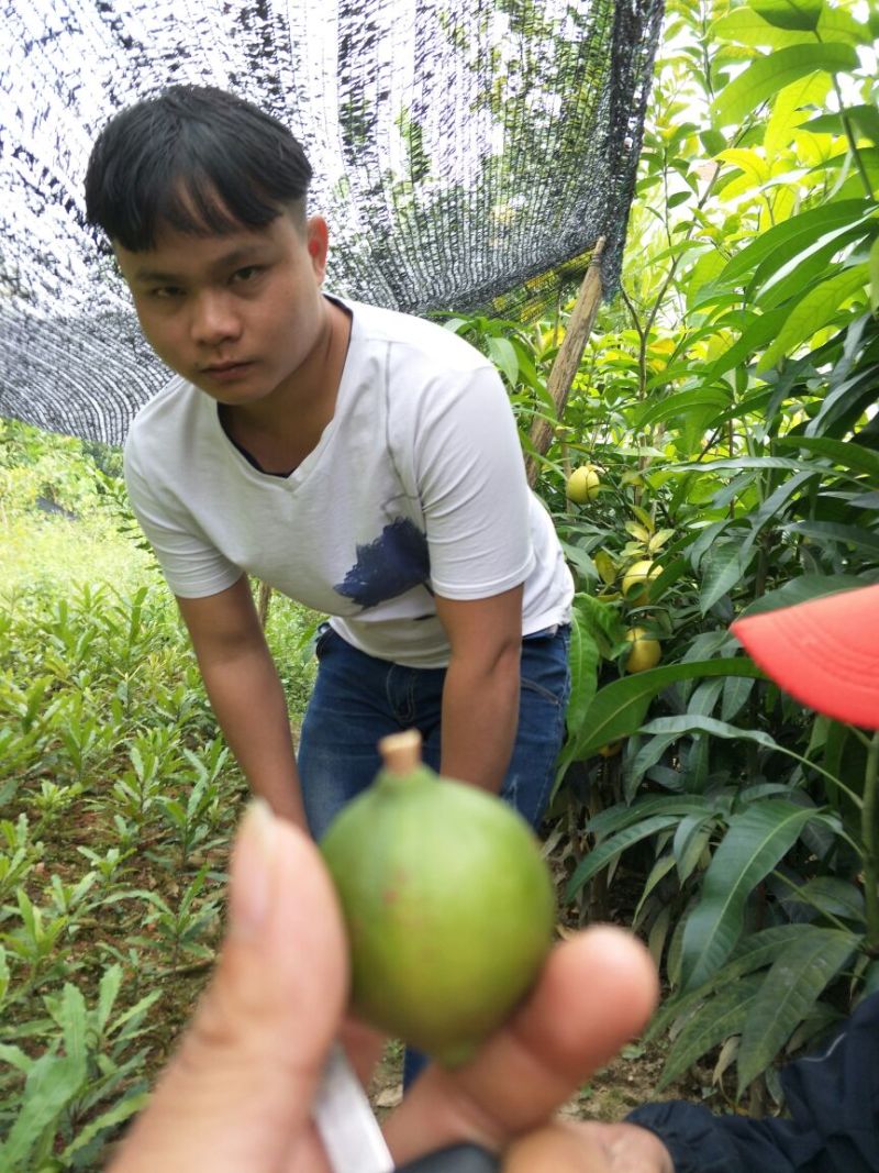 澳洲坚果苗嫁接正品果苗