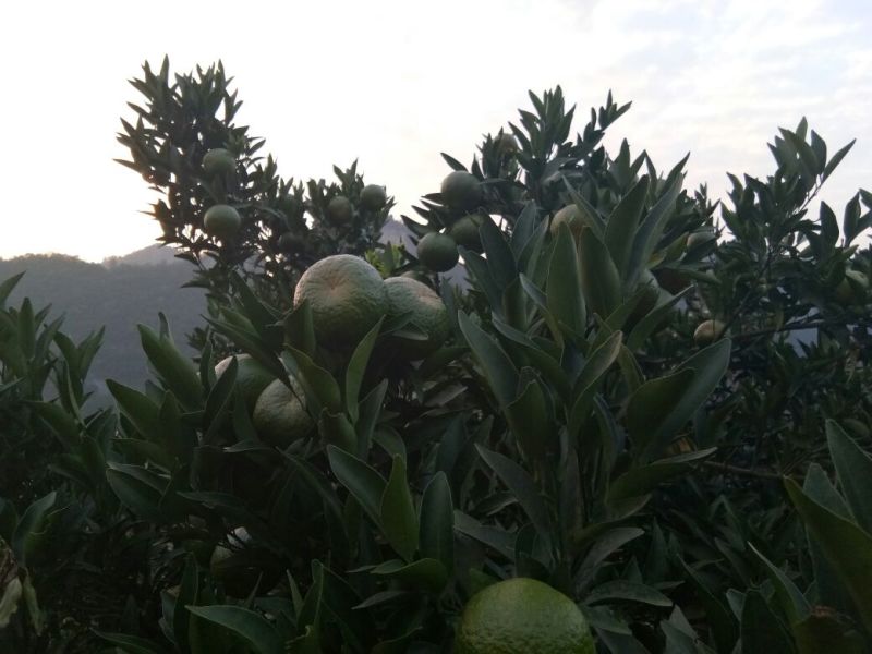 椪柑7~7.5cm