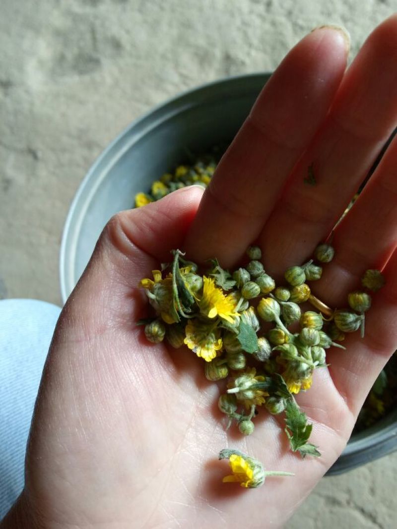 野菊花散装