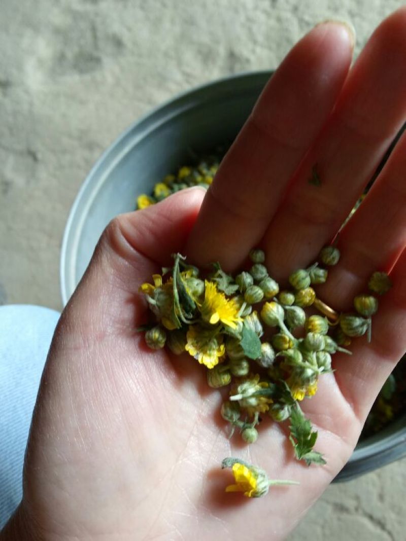 野菊花散装