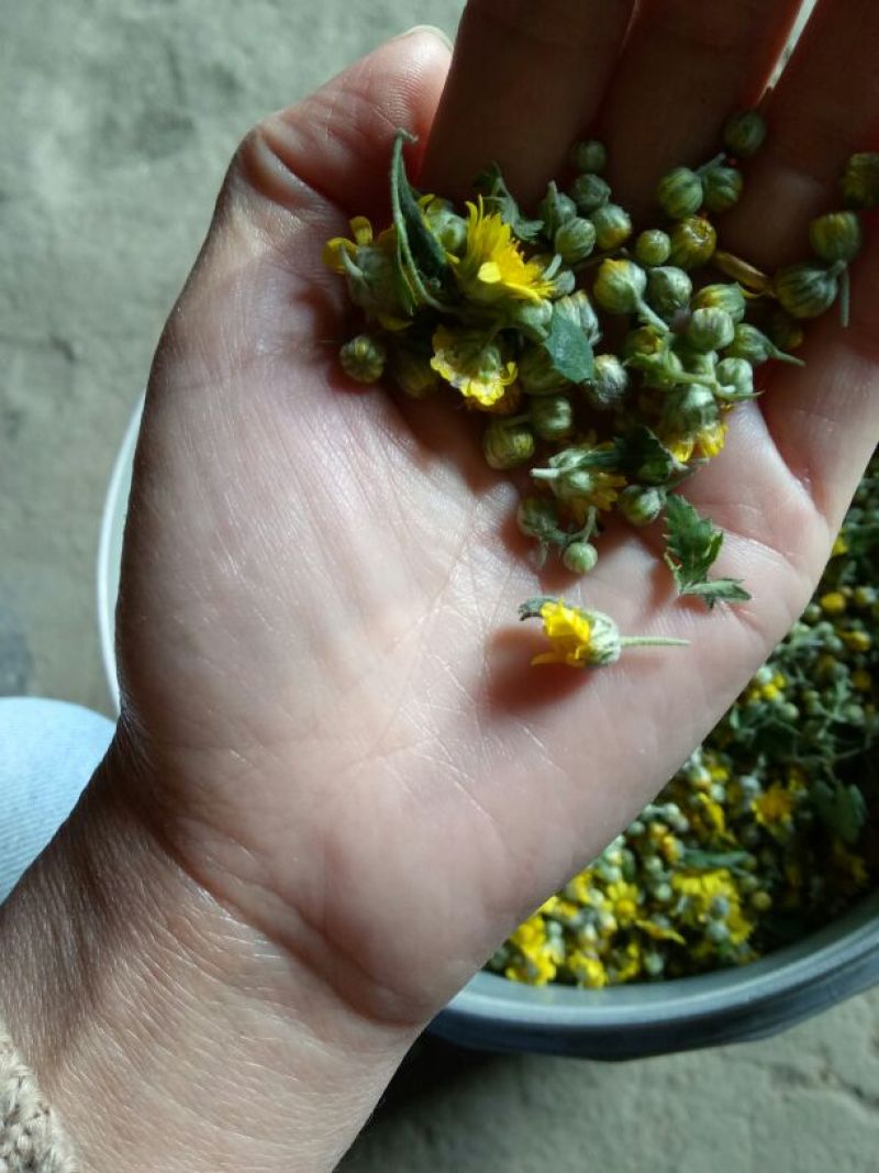 野菊花散装