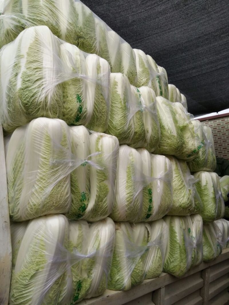 北京新三号白菜4~6斤净菜诚信经营，信誉第一！