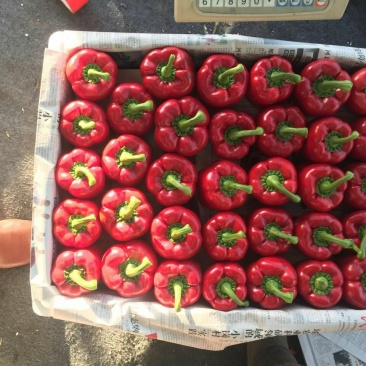 彩椒—基地直供货源《量大优惠》