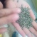 透骨草珍珠透骨草种子纯新种