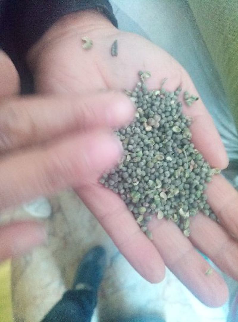 透骨草珍珠透骨草种子纯新种