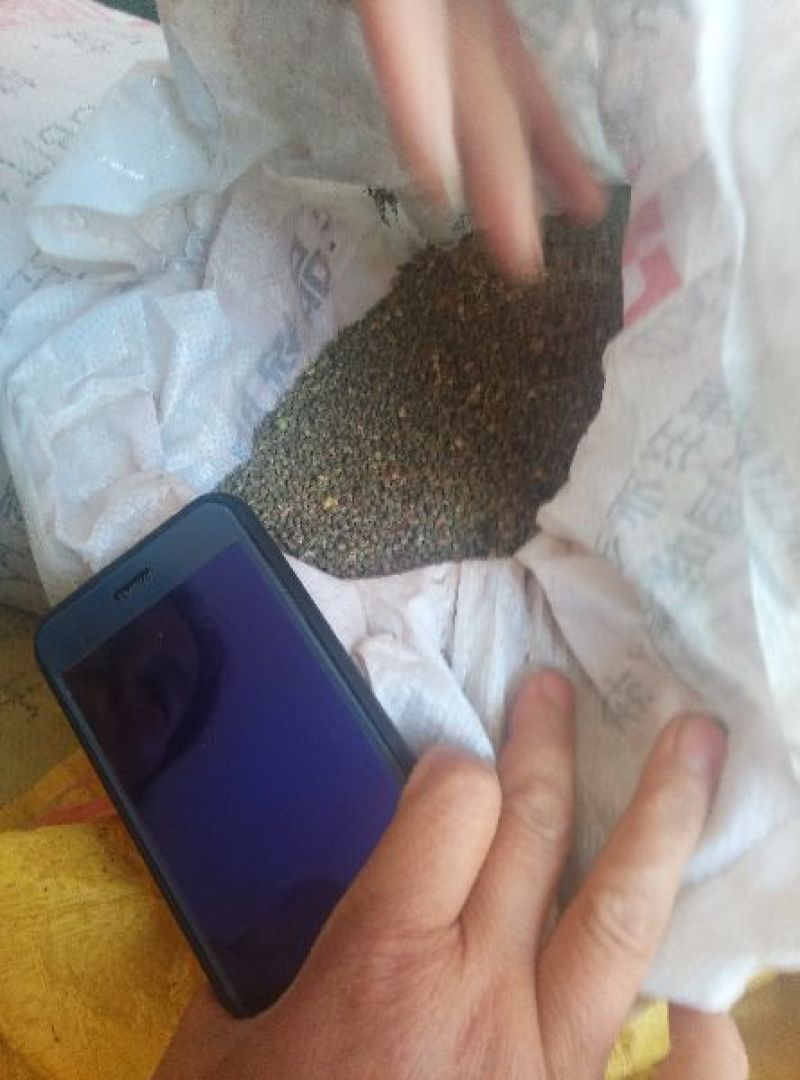 透骨草珍珠透骨草种子纯新种