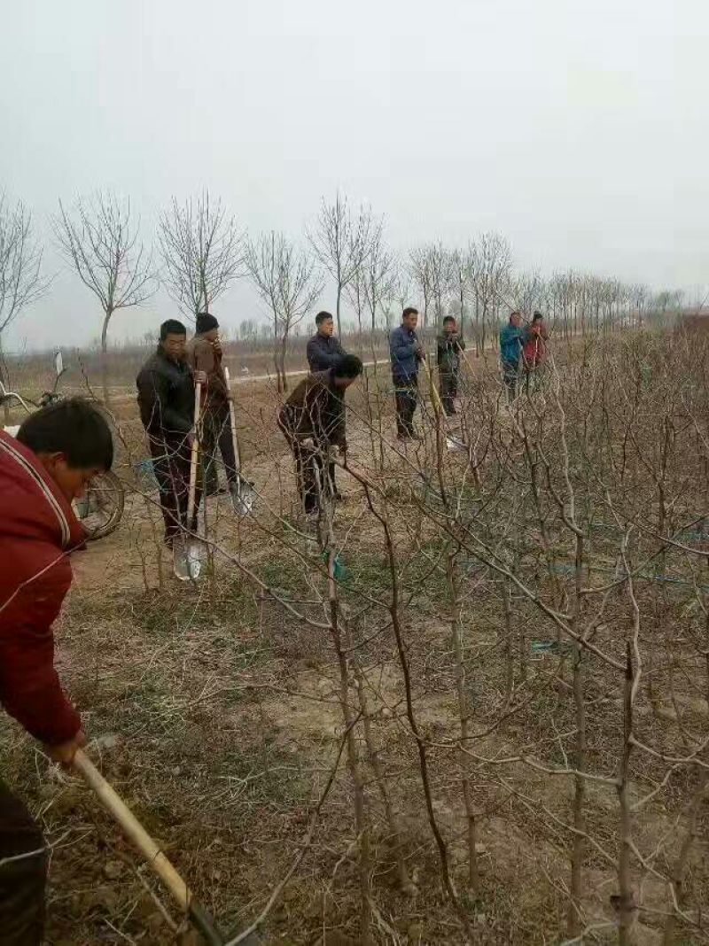 冬枣树苗80~110cm