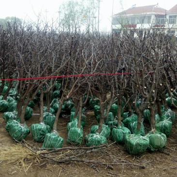 冬枣树苗80~110cm