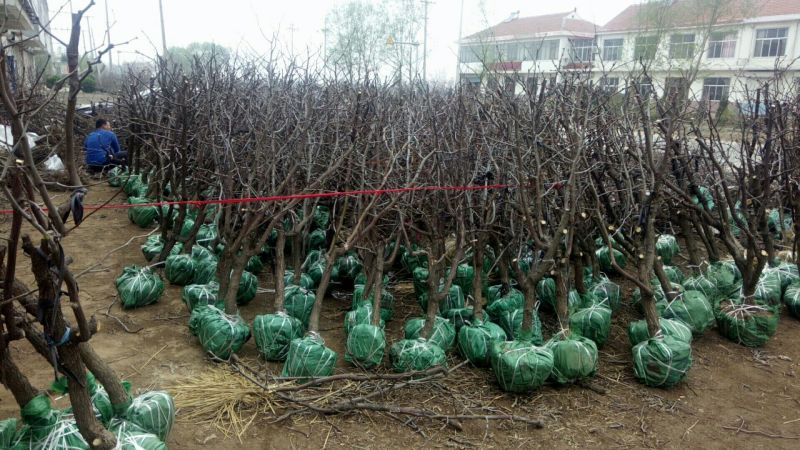 冬枣树苗80~110cm