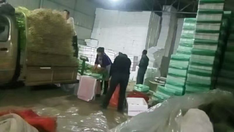 水芹55cm以上