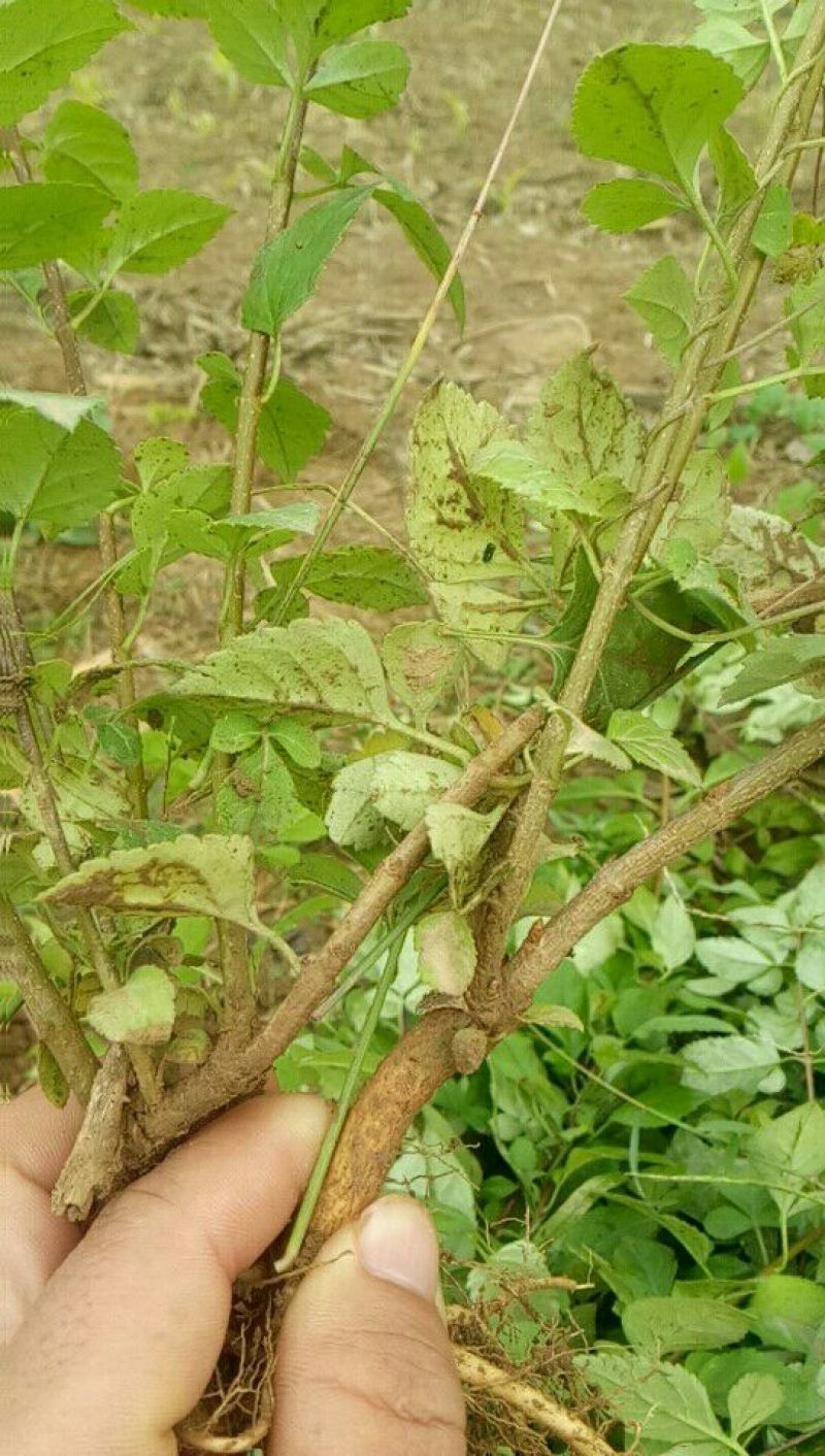 连翘苗40~50cm