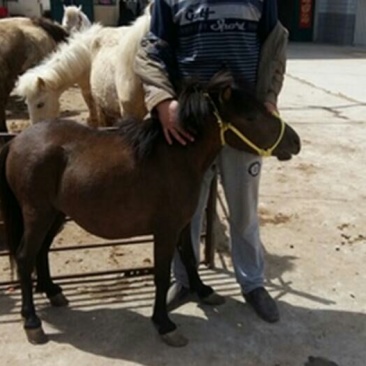 矮马100~200kg