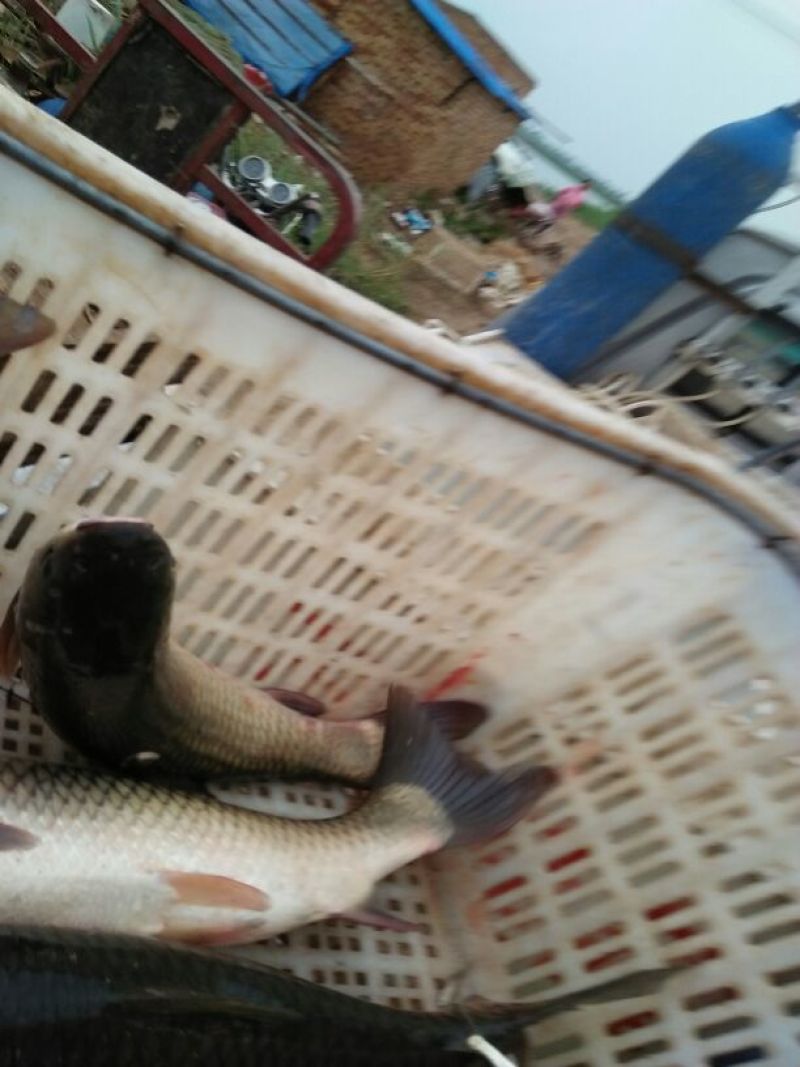 镜鲤食用1~2公斤