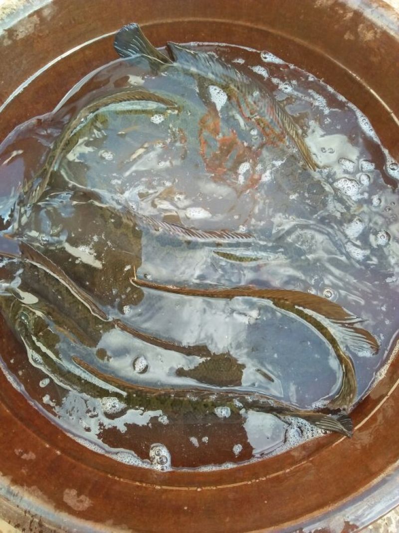 镜鲤食用1~2公斤