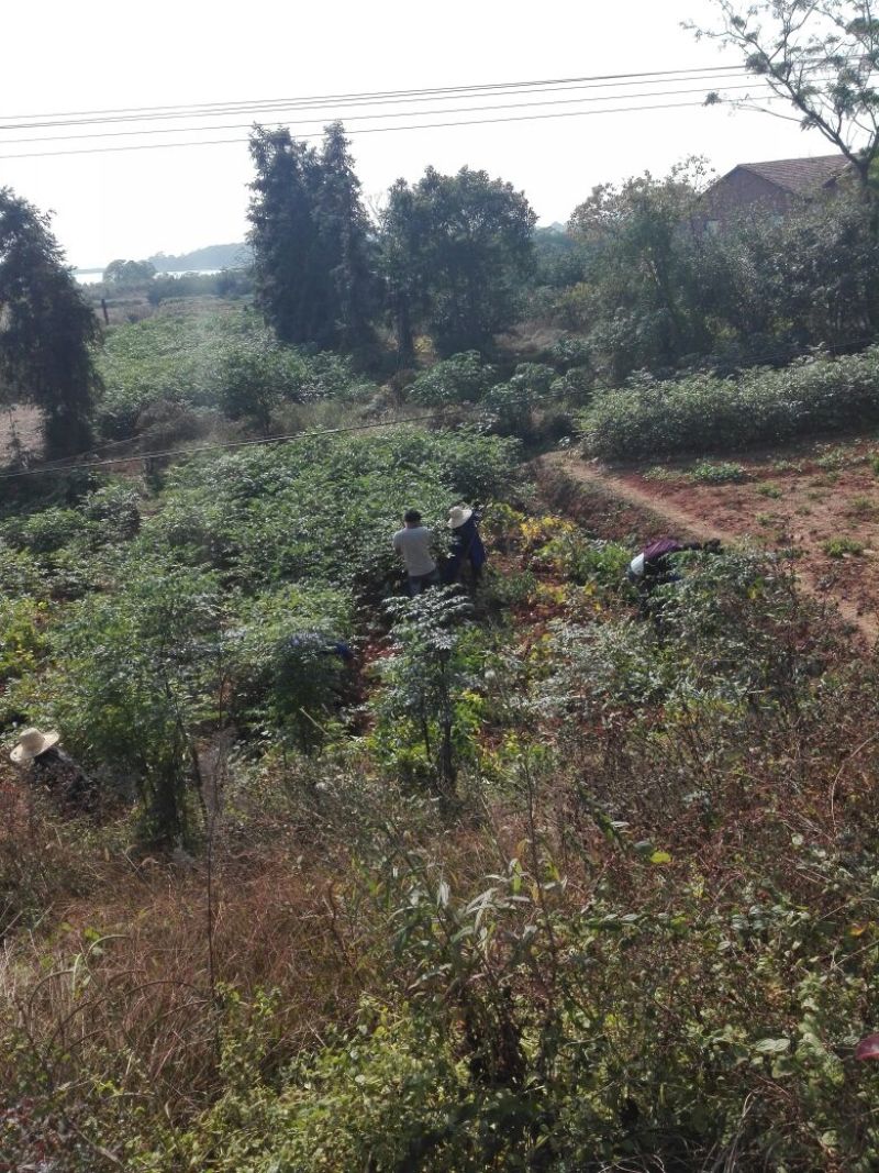 江西中花吴茱萸苗基地一手规格齐全包活死苗包赔诚信经营