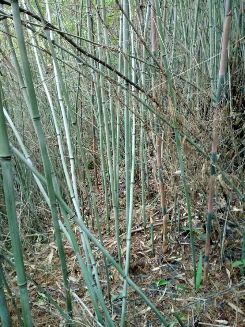 木炭竹子苗木