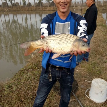 池鲤鱼1~2公斤食用