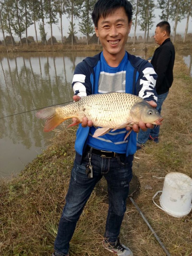 池鲤鱼1~2公斤食用