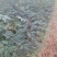 大红袍花椒苗产量高可坐围栏量大河南基地直供