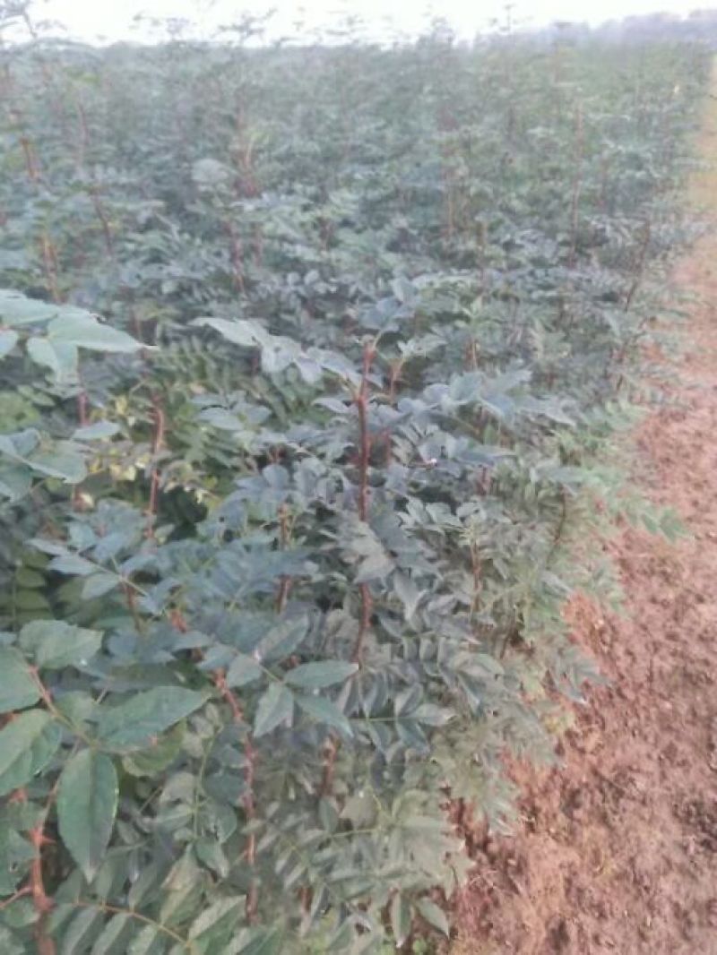 大红袍花椒苗产量高可坐围栏量大河南基地直供