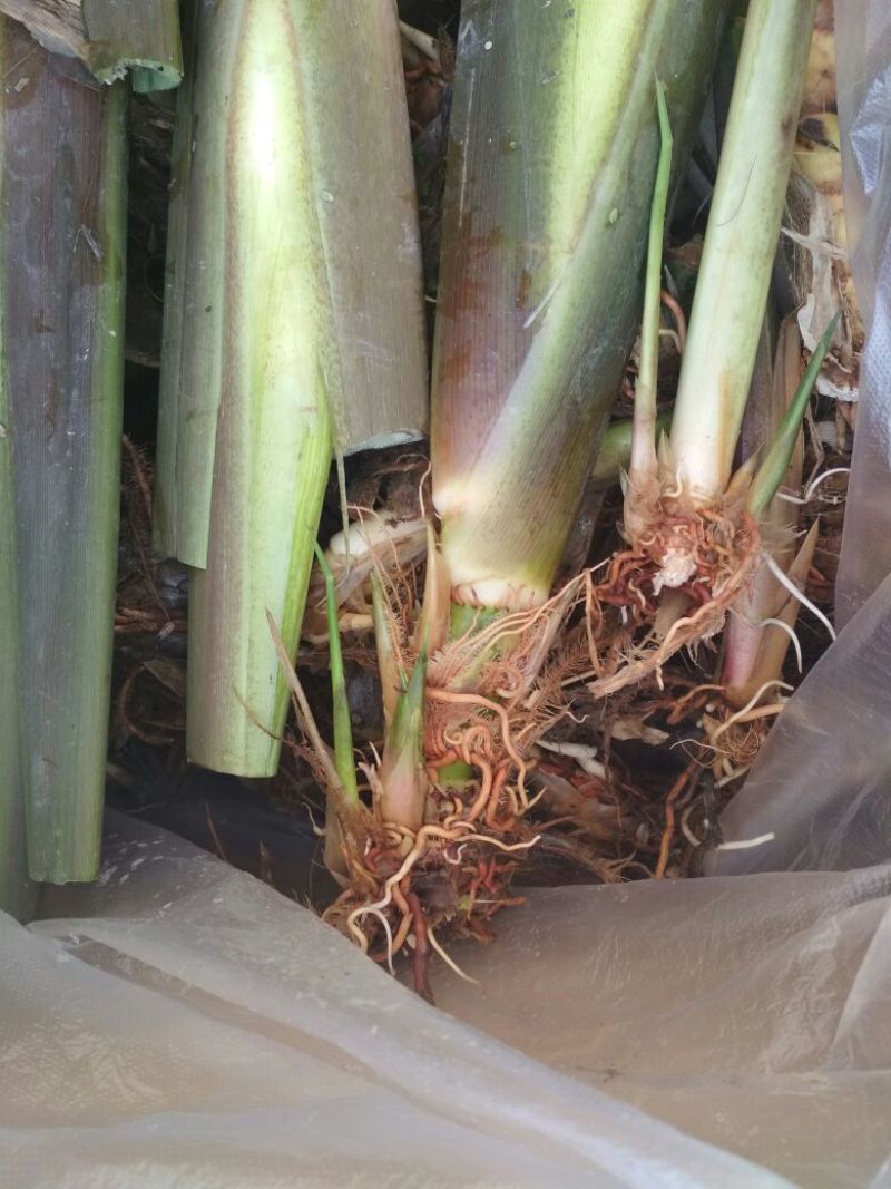 【茭白苗】浙茭6号7号茭白种苗龙茭2号免费技术指导