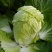 青杂三号白菜7斤以上净菜
