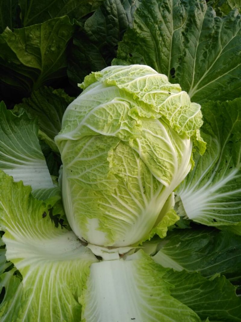 青杂三号白菜7斤以上净菜