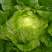 青杂三号白菜7斤以上净菜