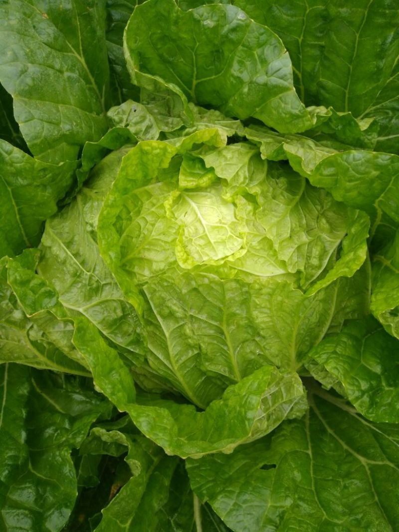 青杂三号白菜7斤以上净菜