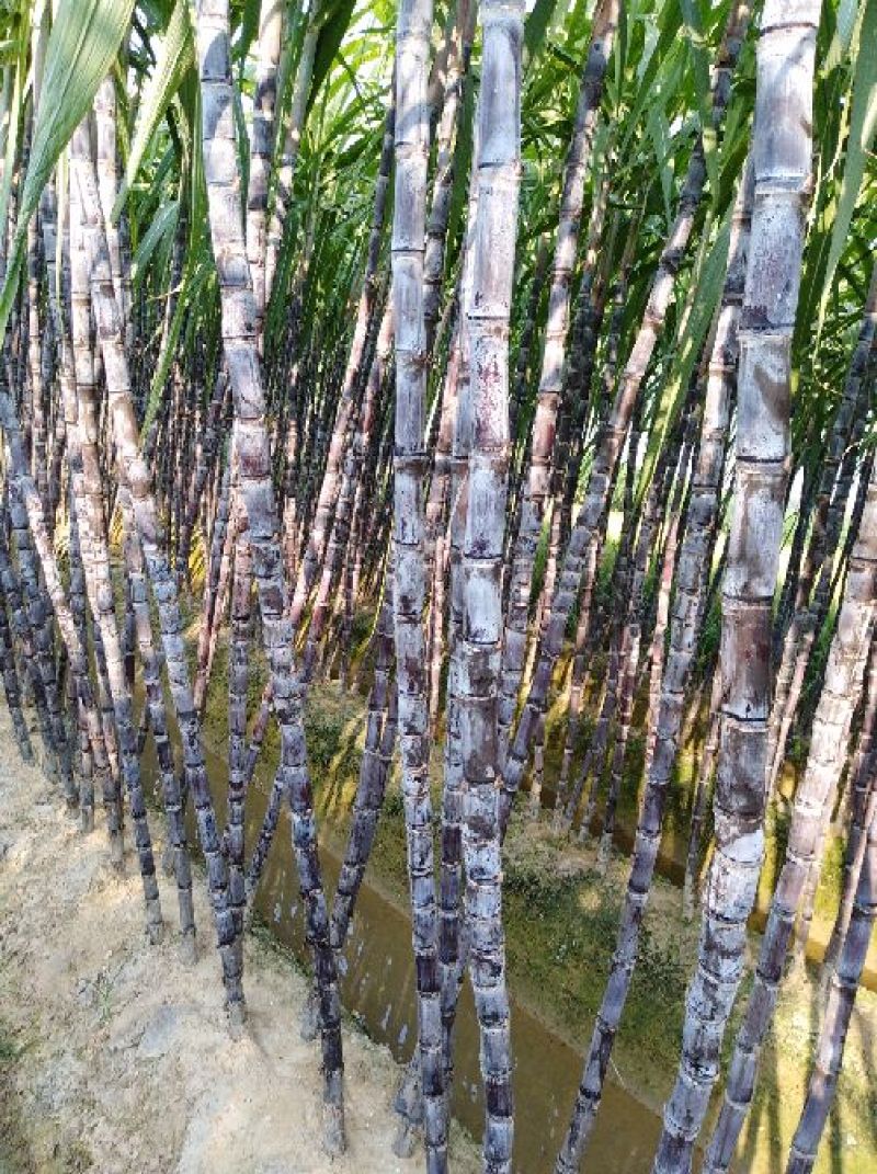广西黑皮甘蔗/一手货源/产地直销/~免费提供便宜回程车