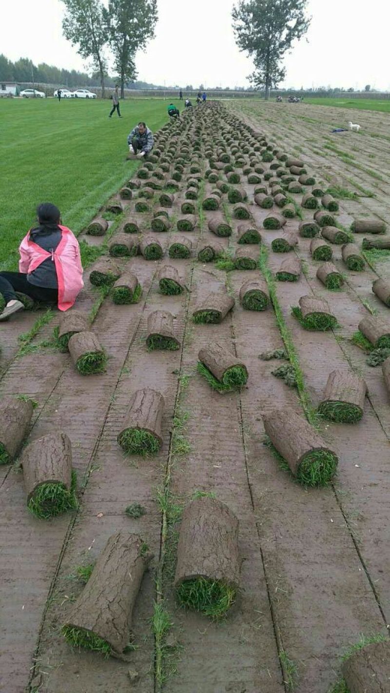 草皮