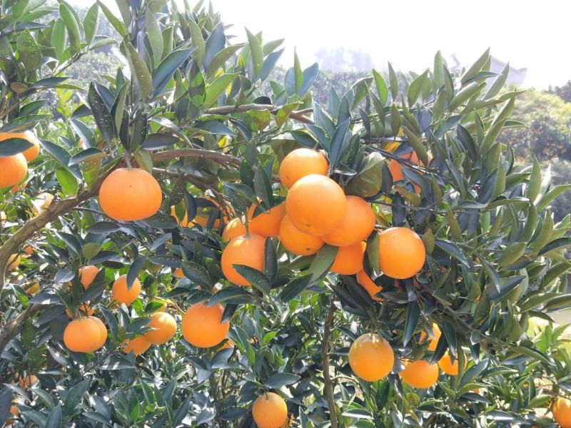 兴山脐橙65~70mm果园看货，采货，货源充足