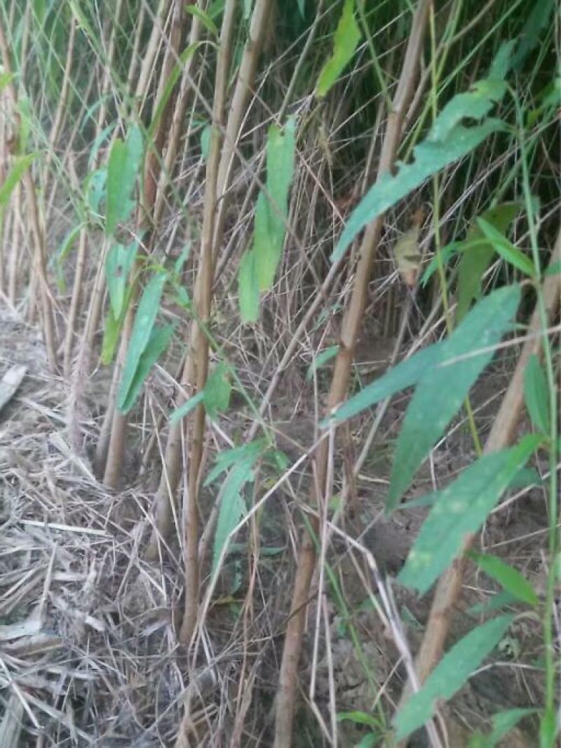 桃树苗大型桃树种苗繁育基地占地桃树苗毛桃树苗