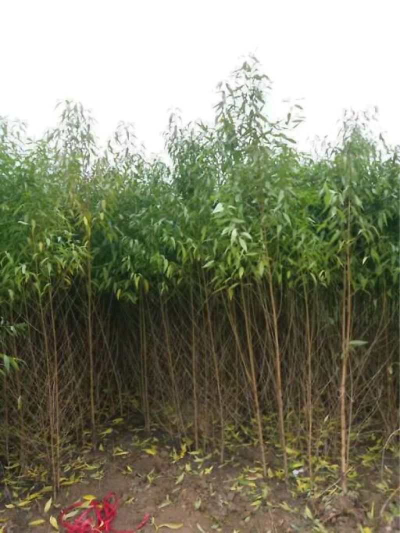 桃树苗大型桃树种苗繁育基地占地桃树苗毛桃树苗