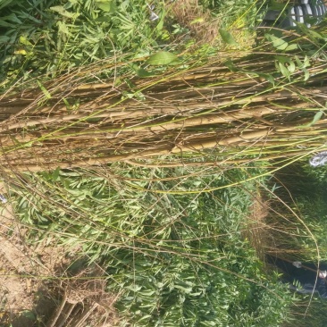 桃树苗大型桃树种苗繁育基地占地桃树苗毛桃树苗