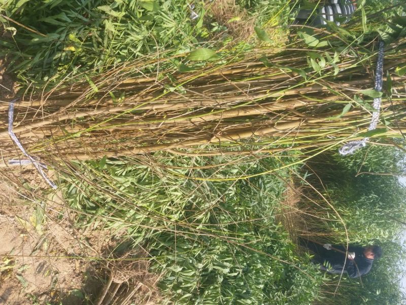 桃树苗大型桃树种苗繁育基地占地桃树苗毛桃树苗