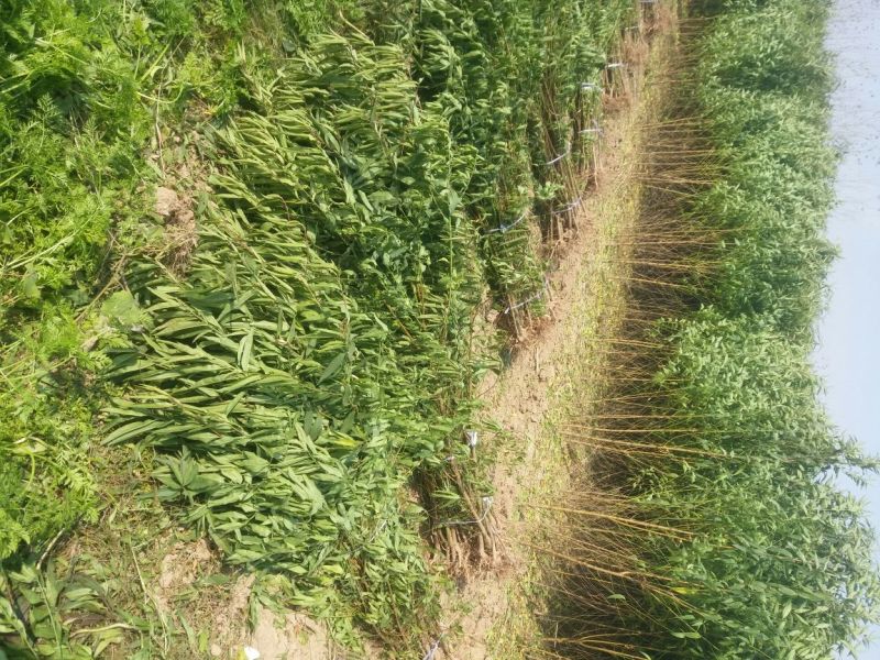 桃树苗大型桃树种苗繁育基地占地桃树苗毛桃树苗