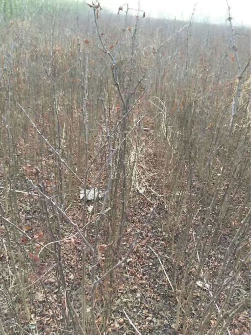 大红袍花椒苗现挖现卖大型花椒树种苗繁育基地